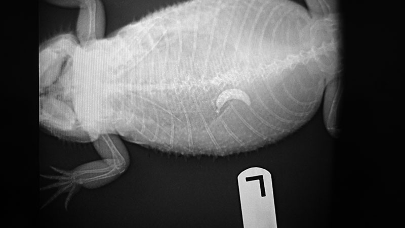 Illustration for article titled 5 X-Rays That Reveal The Craziest Things Pets Have Ever Swallowed